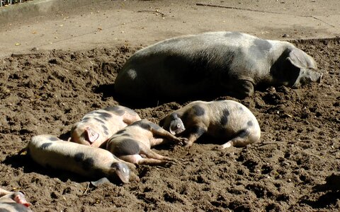 Sow pigs piglet photo