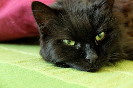 Mieze lazy furry