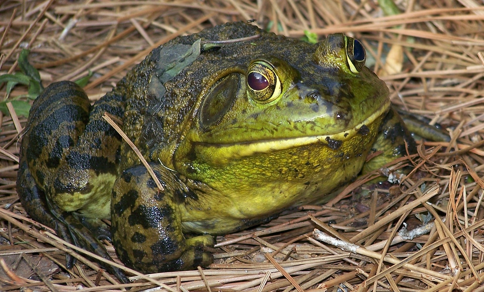Amphibian nature wildlife