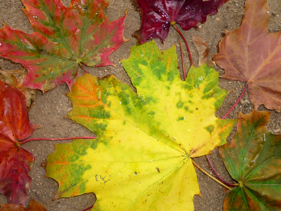 Fall foliage fall color golden autumn