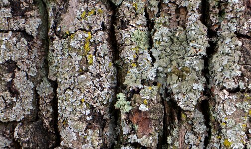 Log tree bark structure photo