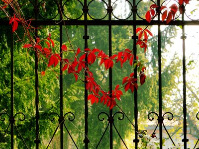 Fall autumn symbol
