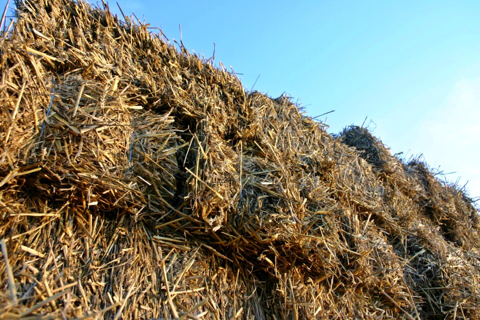 Agriculture rural harvest