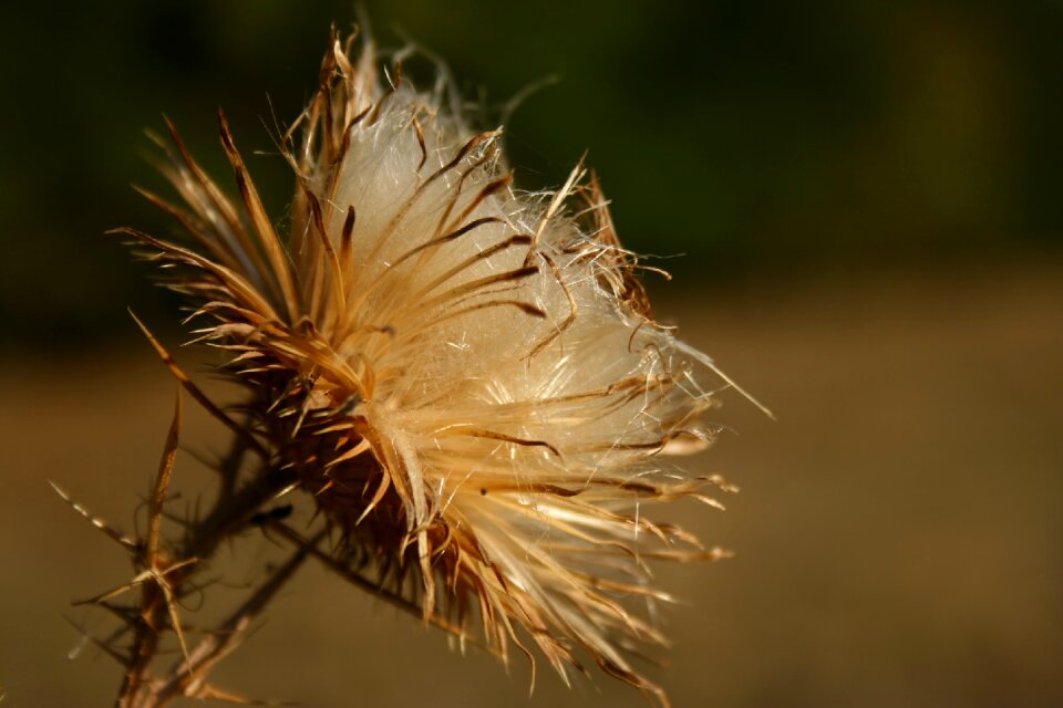 Spike fall wildflower