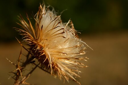 Spike fall wildflower