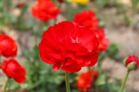 Flower gardens potted plant flower horn