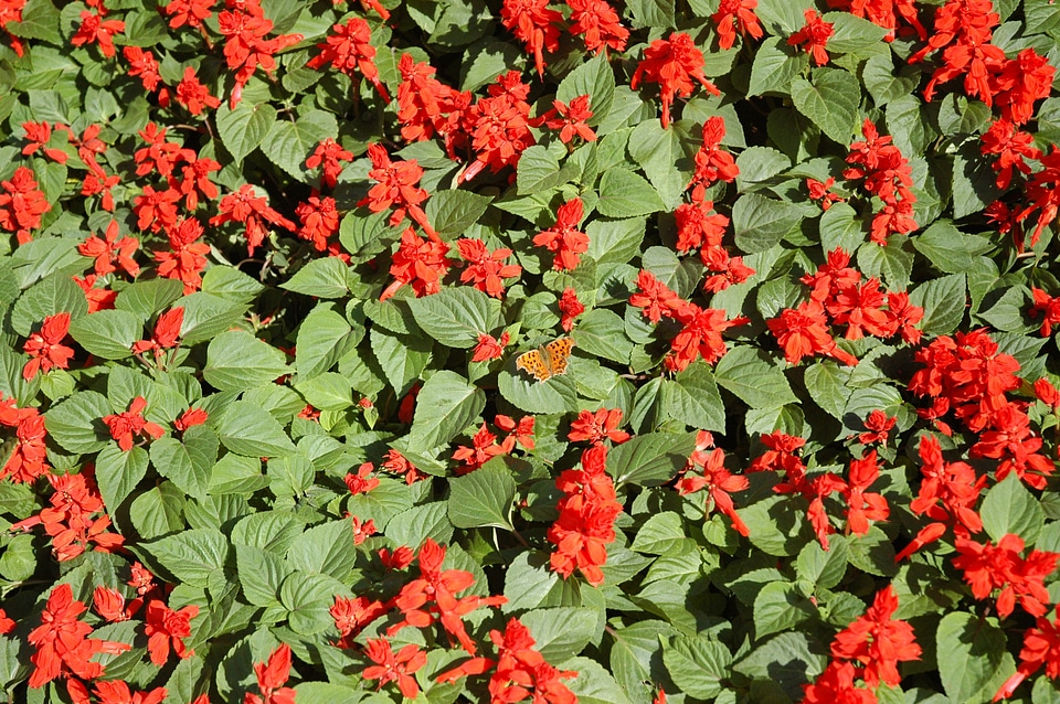 Plants natural blossom
