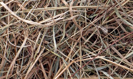 Grass background texture