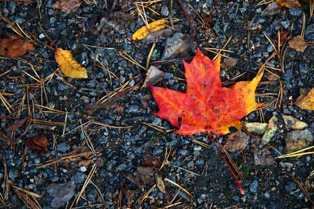 Fall colors sand the land
