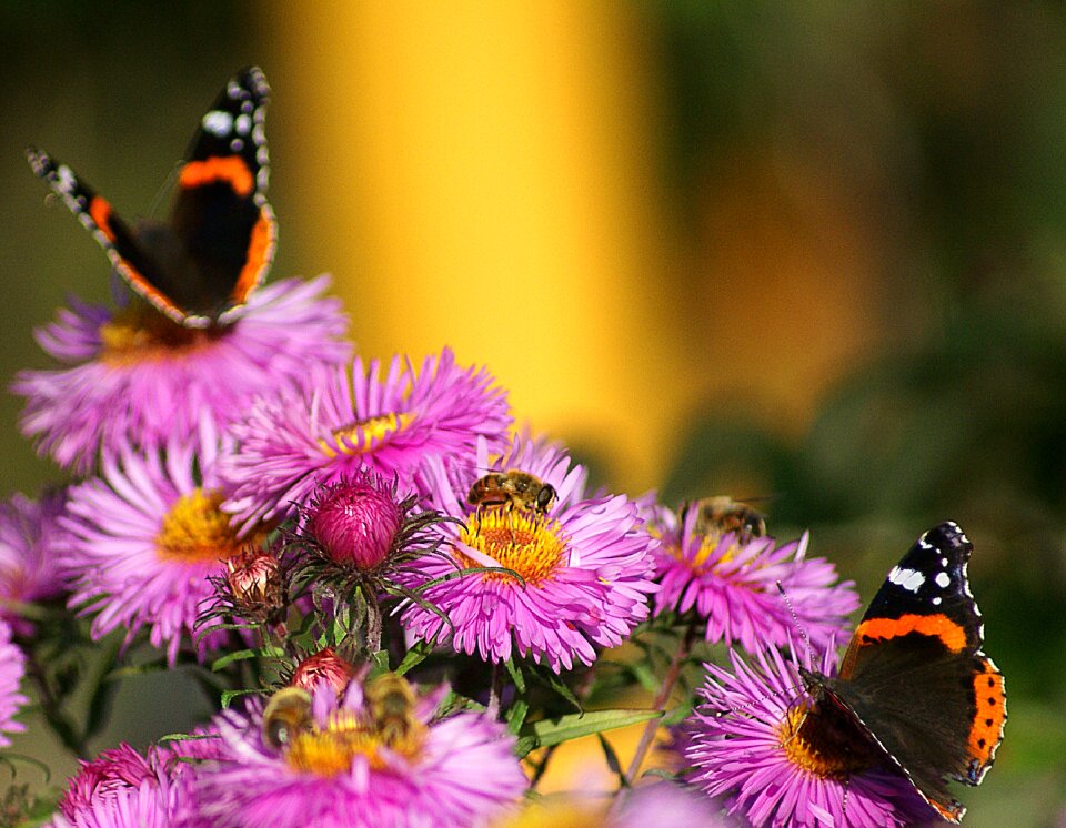 Full bloom sharpness the delicacy