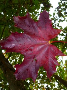 Autumn leaf veins red photo
