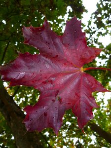 Autumn leaf veins red