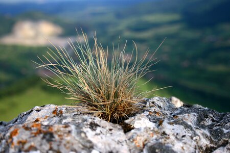 Mountain nature tuft