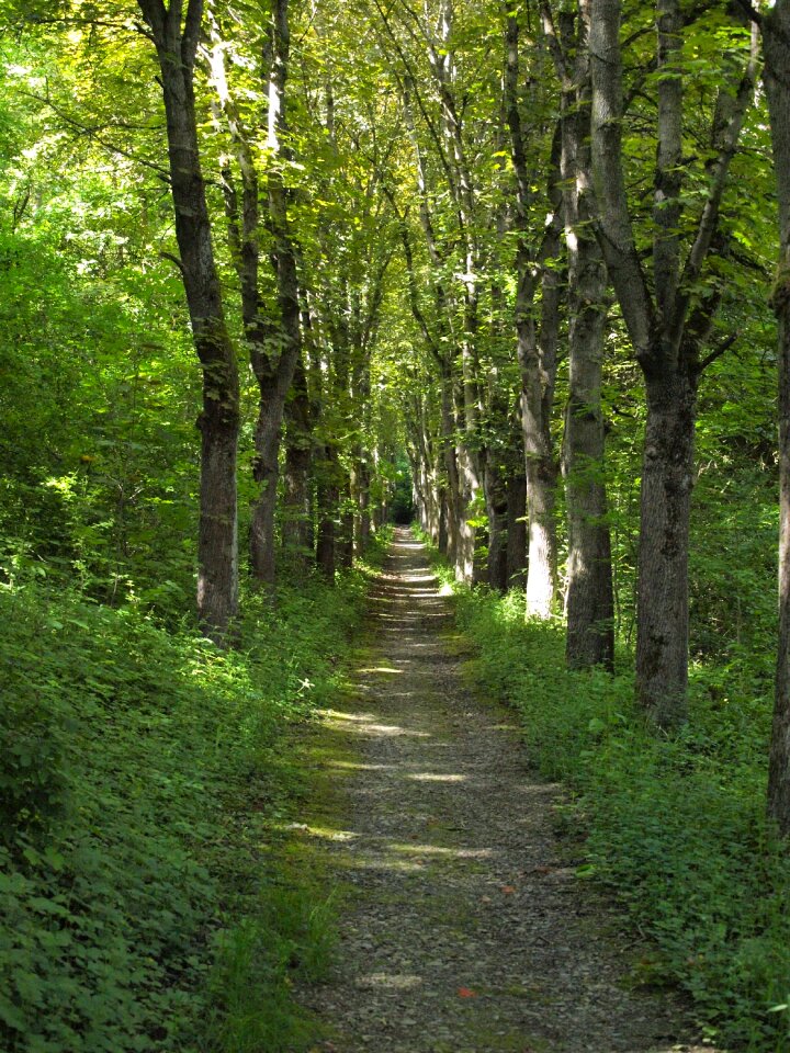 Bad mergentheim row of trees hiking