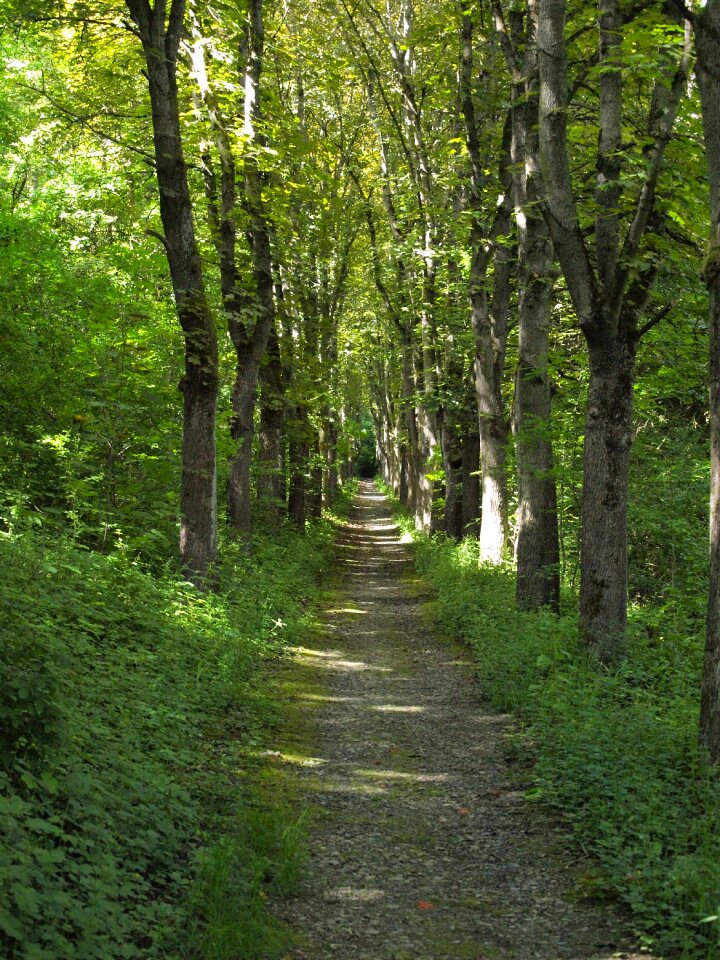 Bad mergentheim row of trees hiking photo