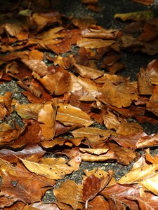 Brown yellow fall leaves