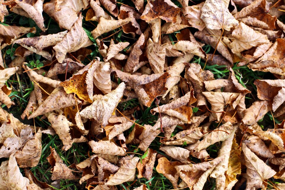 Ground dry fall foliage