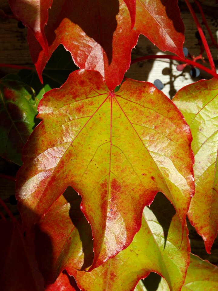 Color autumn leaves