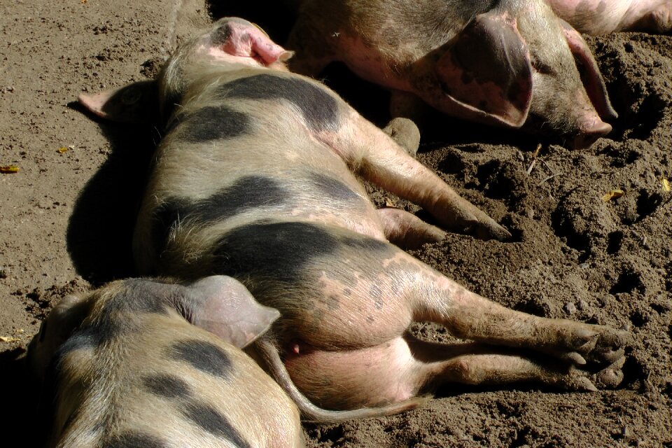 Sleep relaxed bentheimer country pig