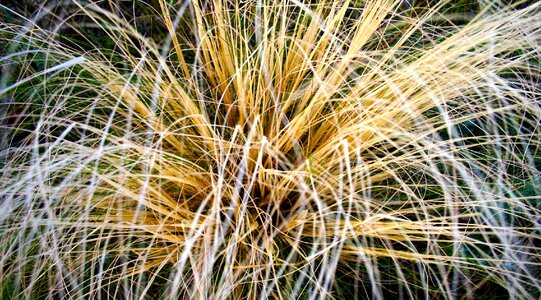 Yellow tuft