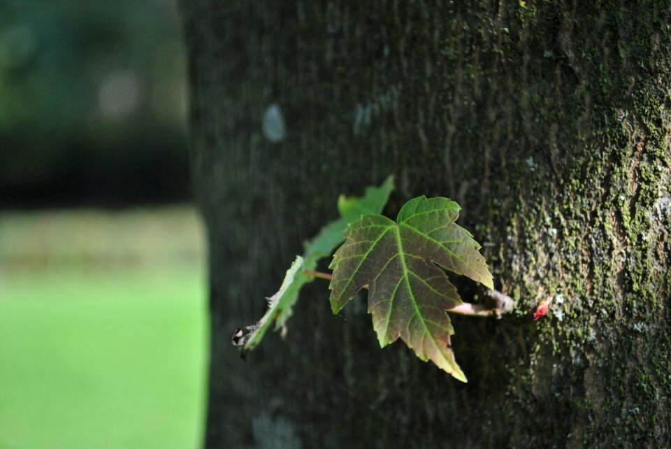 Wood nature