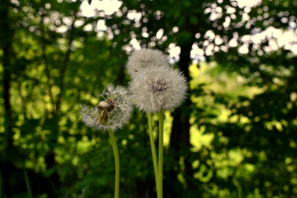 Plant grass garden