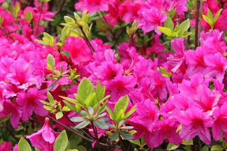 Potted plant mountain flowers azalea photo