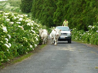 Farm animal cattle