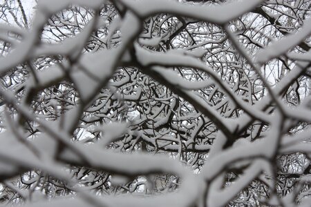 Winter snow snowflakes photo