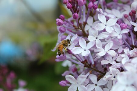 Flowers pink plants photo