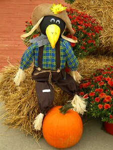 Seasonal harvest pumpkin photo