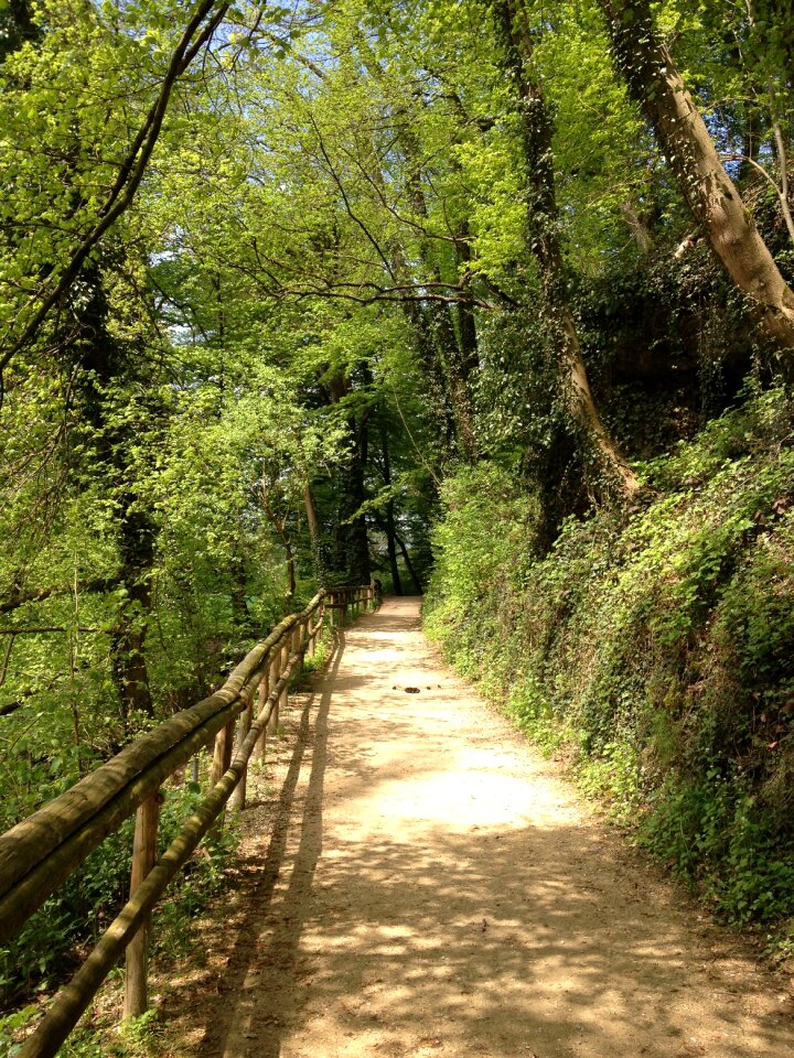 Nature green trail