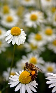 Insect close up blossom