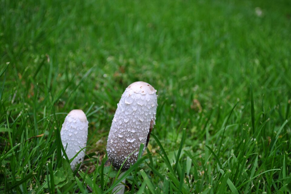 Garden nature