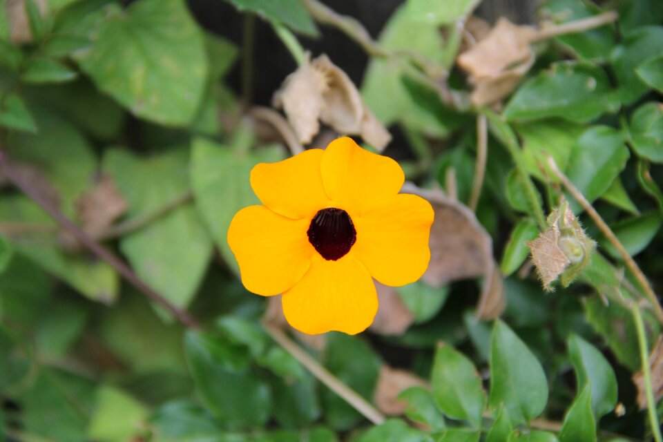 Plant flora beauty