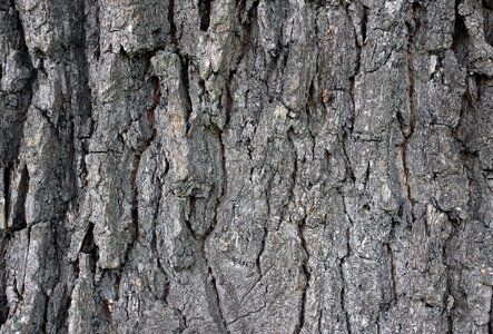 Log tree bark structure photo