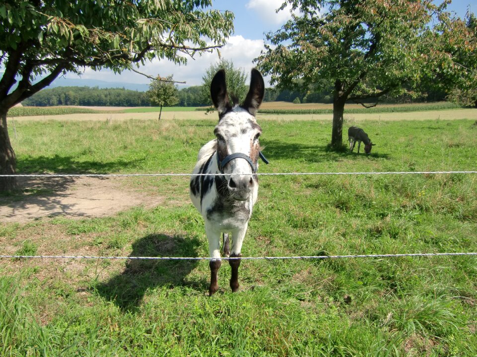Donkey landscape nature