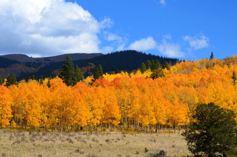 Yellow orange fall photo