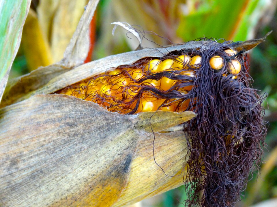 Hair corn corn plant