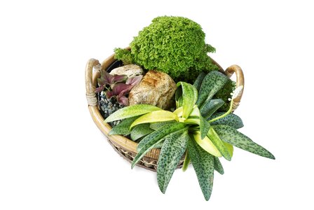 Ornamental pot-scaping ornamental plants