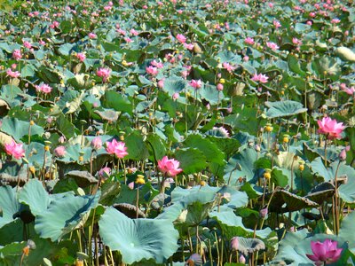 Aquatic plant lotus blossom flower