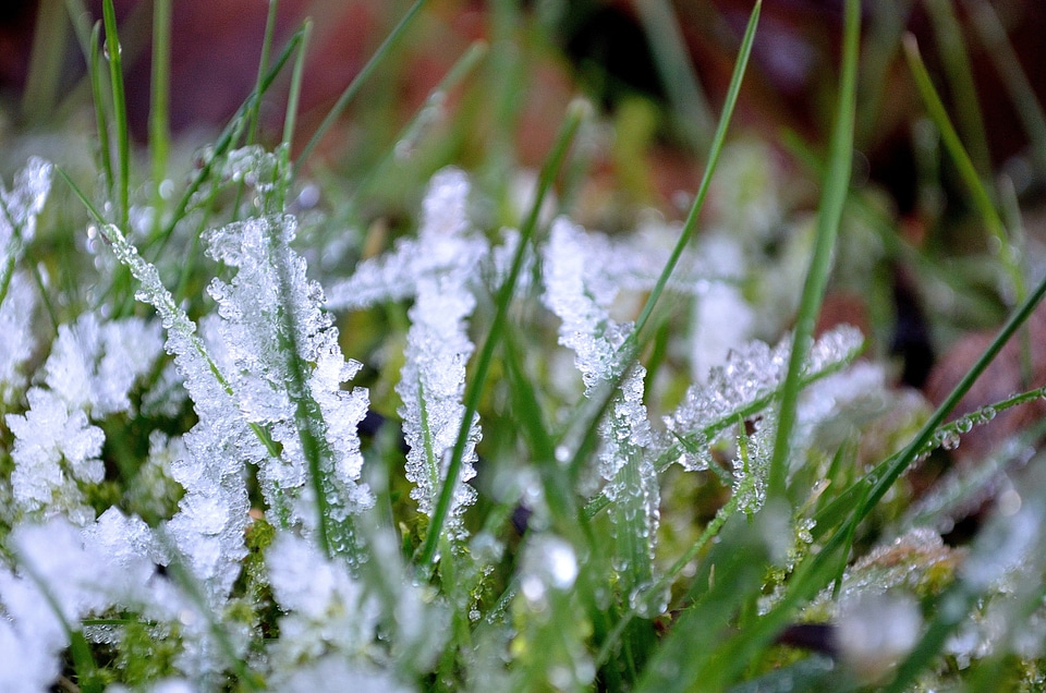 Nature background macro