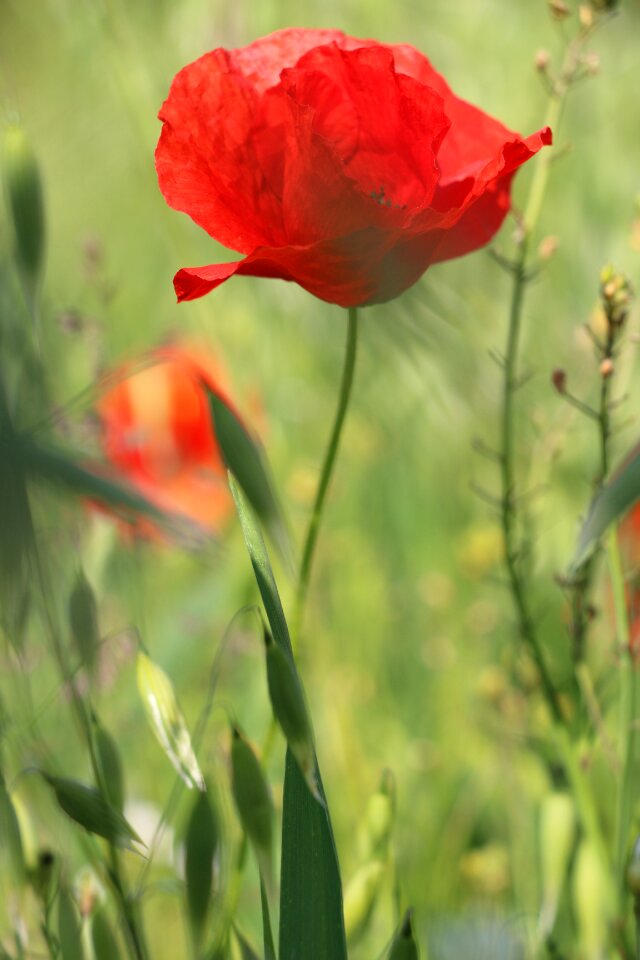 Red blossom bloom