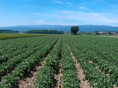 Potatoes potato field agriculture photo