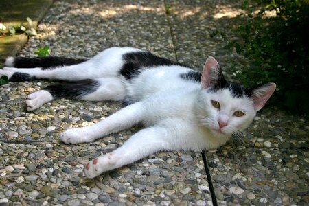 Animal pet black and white