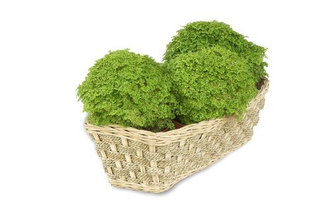 Green leaf plants