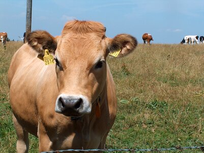Cow pasture alm photo
