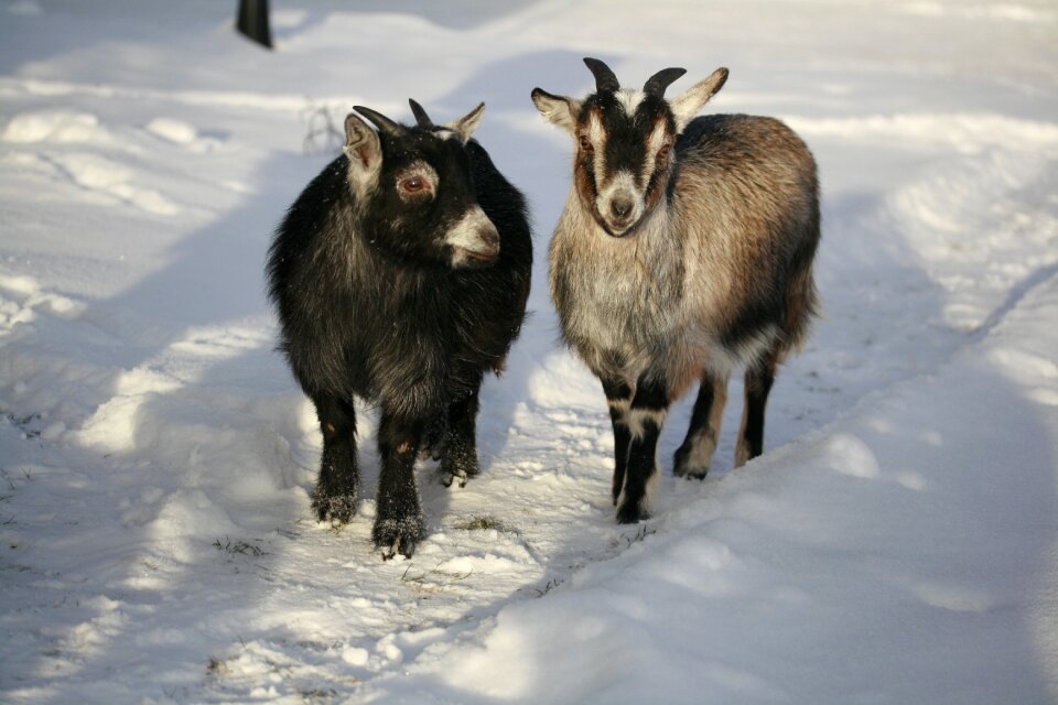 Dvärgget animals animals in snow