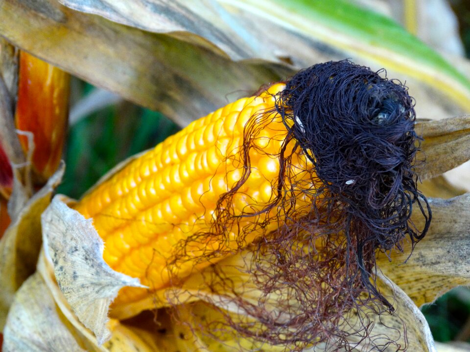 Hair corn corn plant
