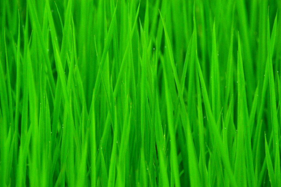 Green in rice field clean
